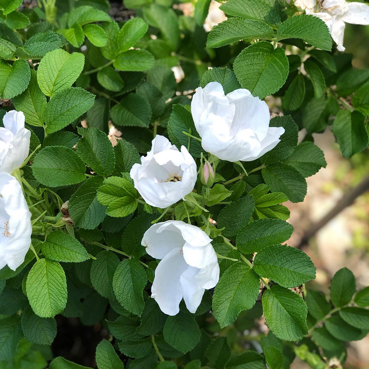 Rosa, Landscape Rugosa 'alba' - View 4 from www redcrocus com