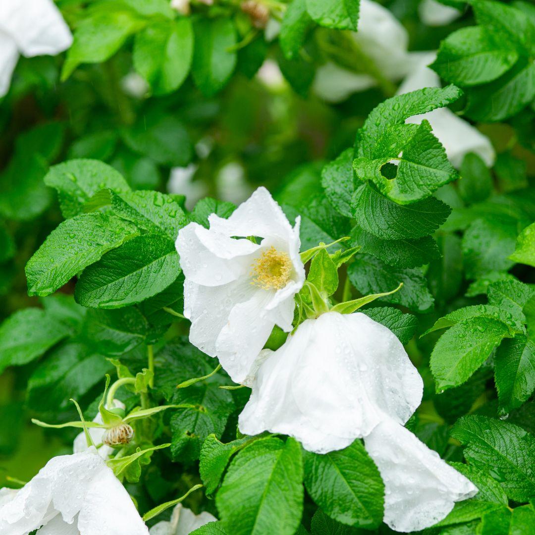 Rosa, Landscape Rugosa 'alba' - View 5 from www redcrocus com