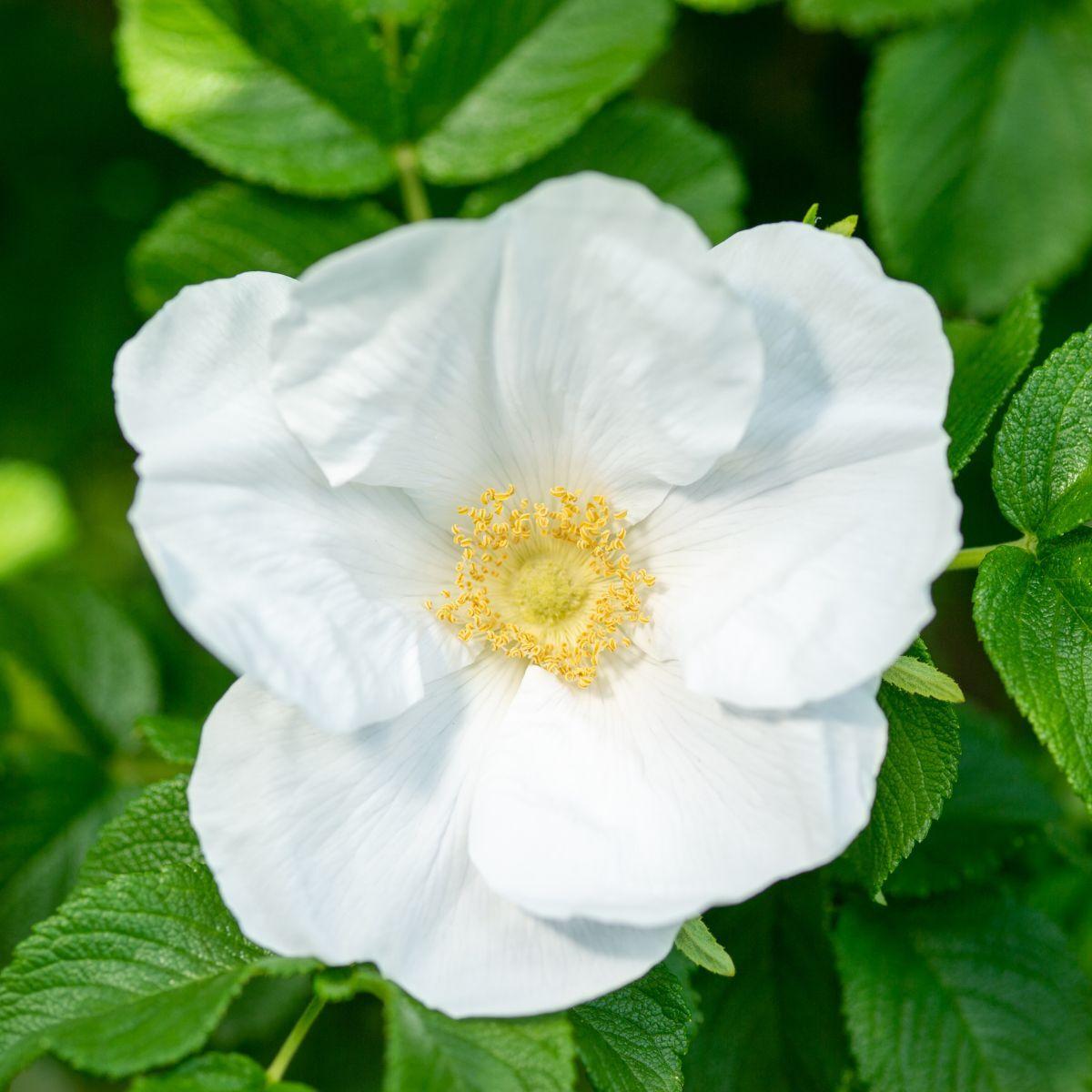 Rosa, Landscape Rugosa 'alba' - View 6 from www redcrocus com