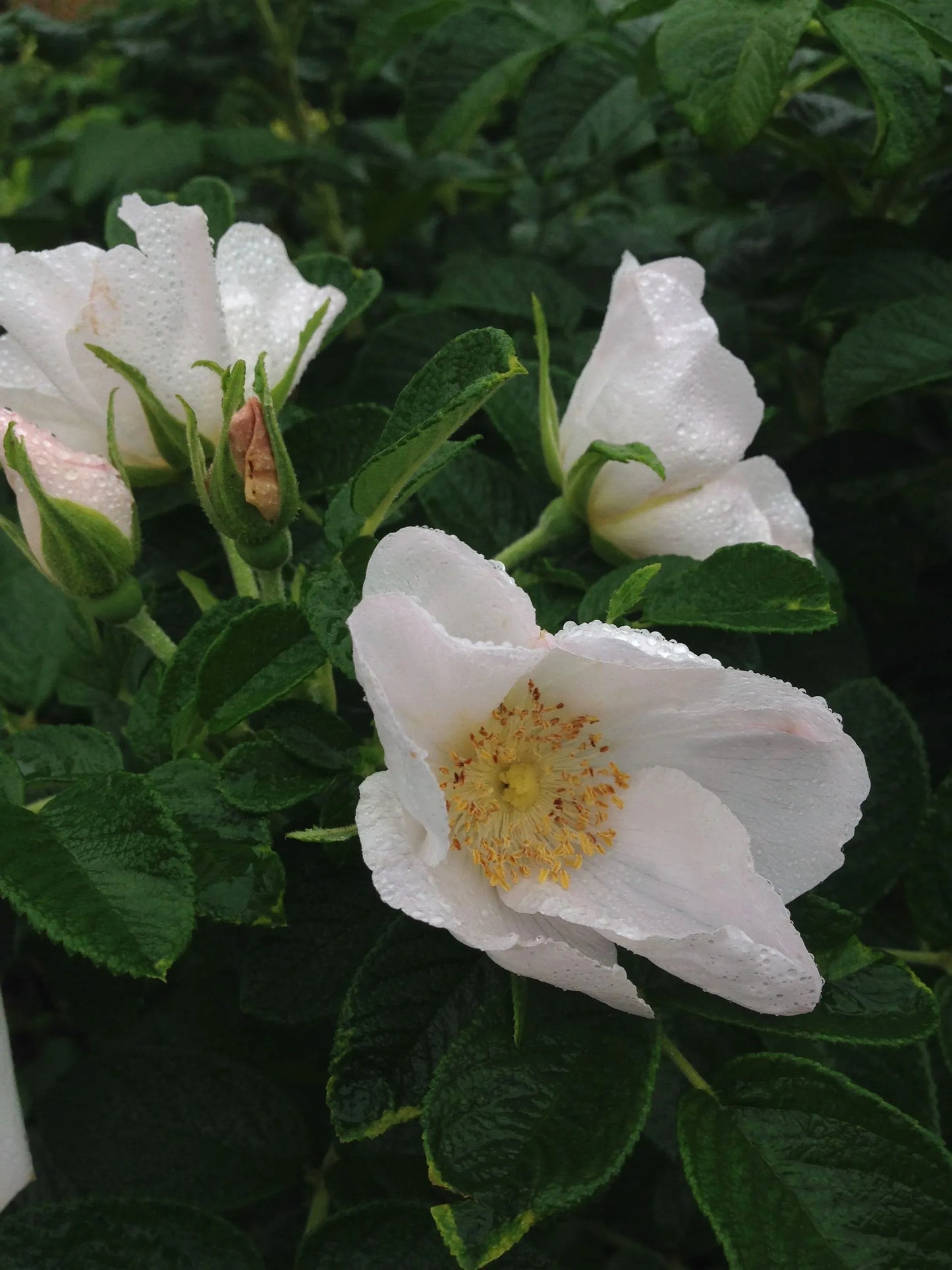 Rosa, Landscape Rugosa 'alba' - View 6 from www redcrocus com