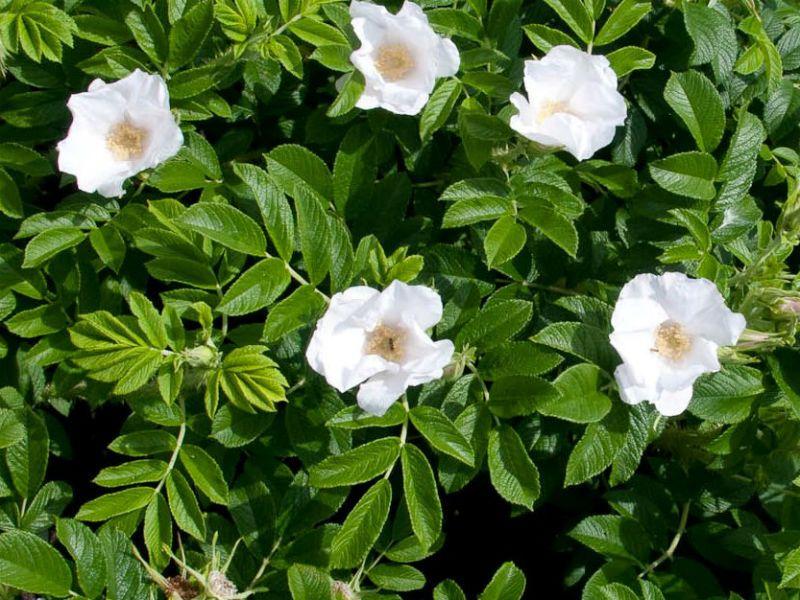 Rosa, Landscape Rugosa 'alba' - View 7 from www redcrocus com