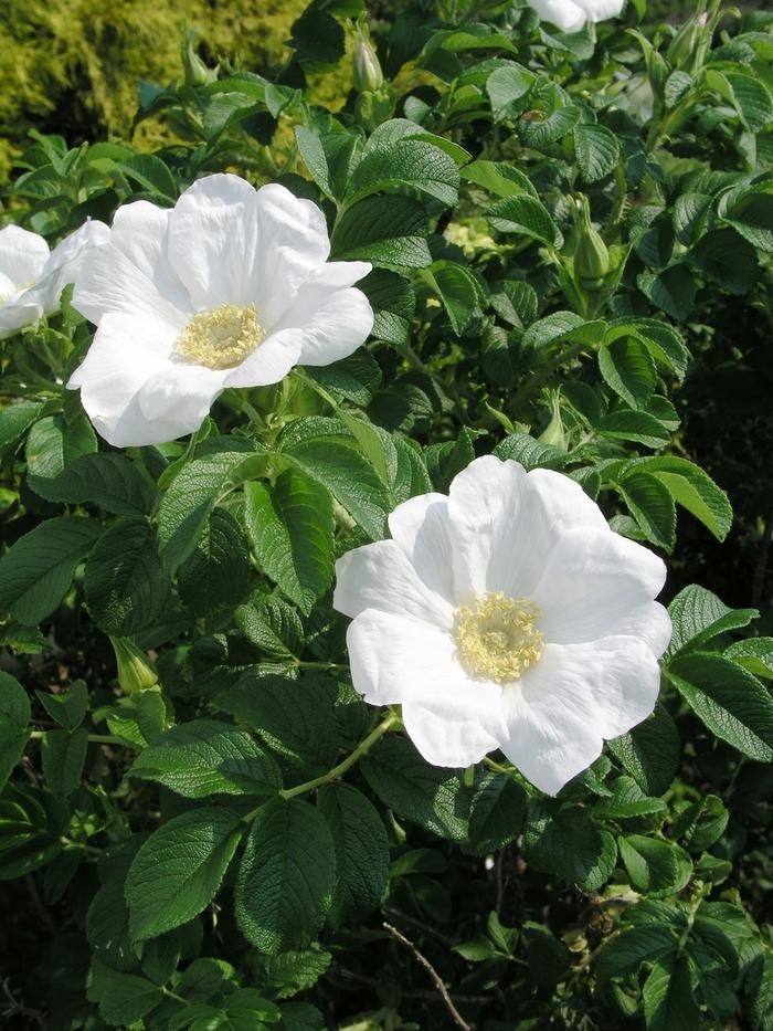 Rosa, Landscape Rugosa 'alba' - View 8 from www redcrocus com
