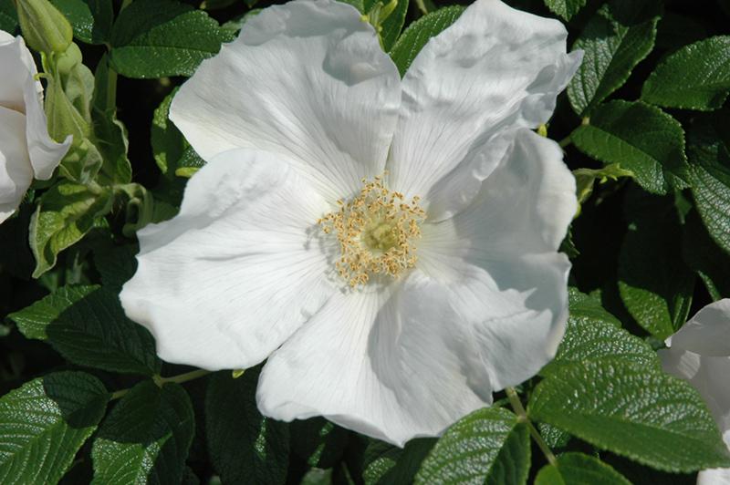 Rosa, Landscape Rugosa 'alba' - View 9 from www redcrocus com