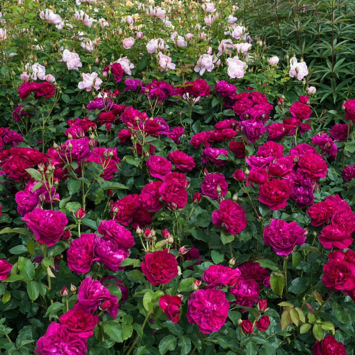Rosa David Austin Darcey Bussell - View 11 from www redcrocus com