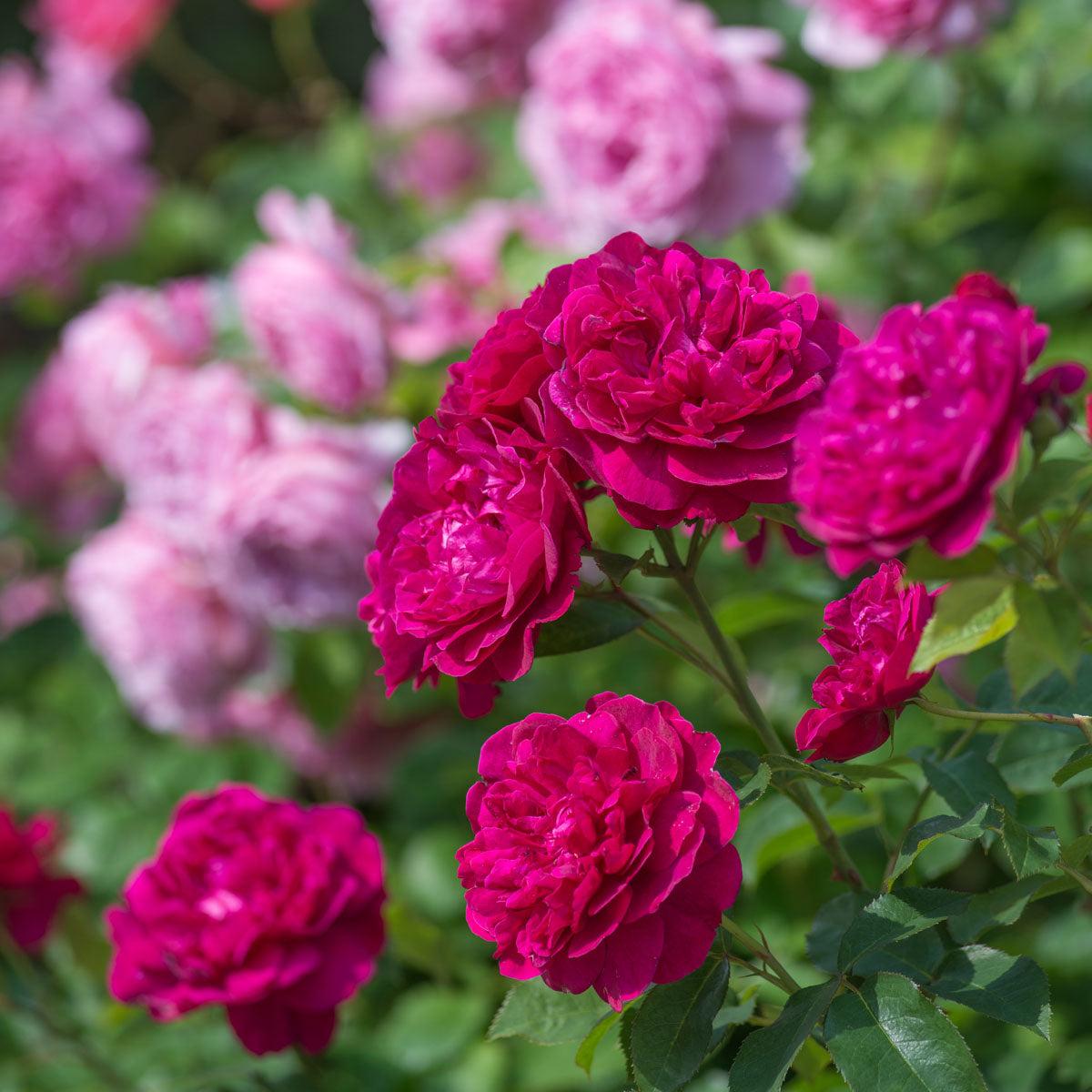Rosa David Austin Darcey Bussell - View 12 from www redcrocus com