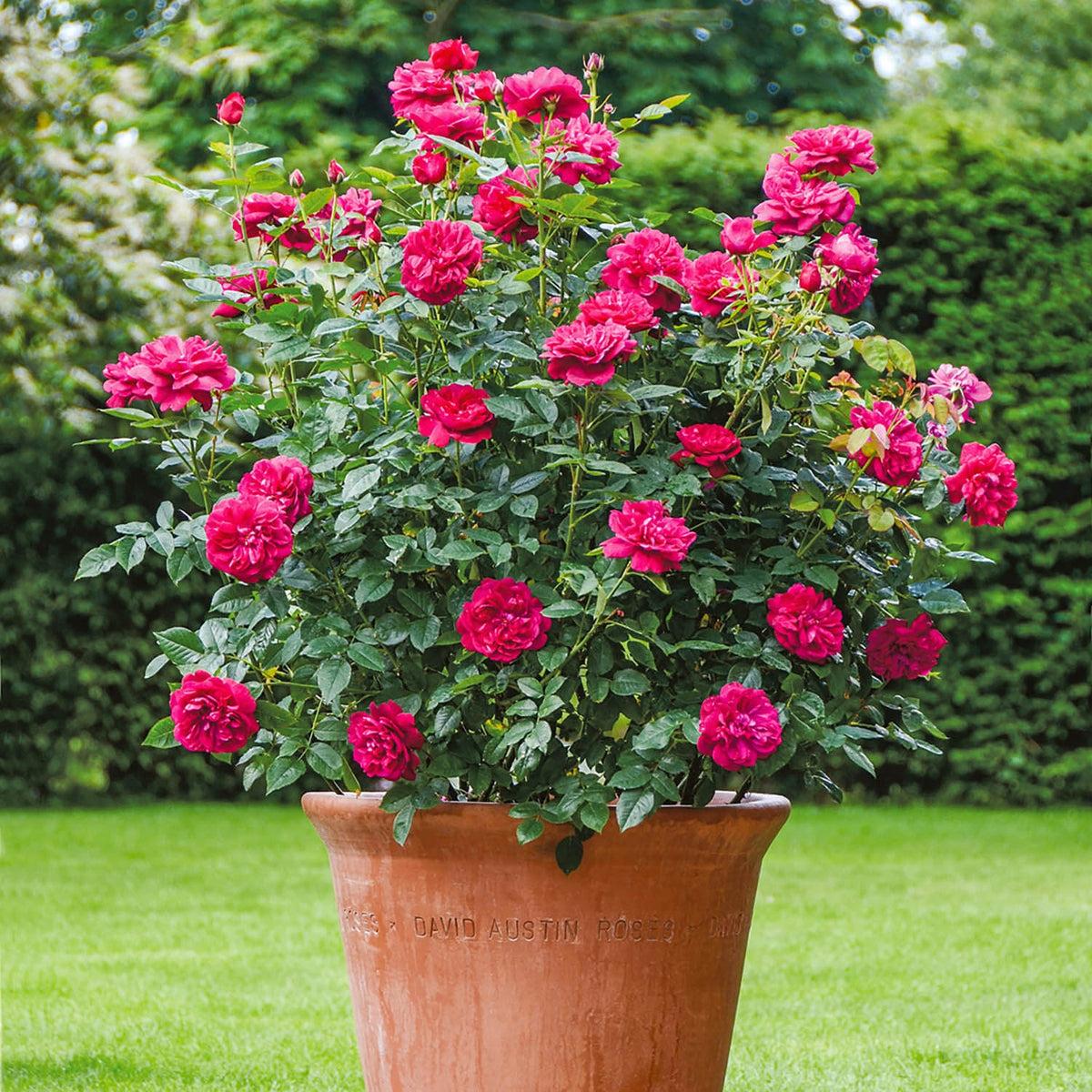 Rosa David Austin Darcey Bussell - View 14 from www redcrocus com