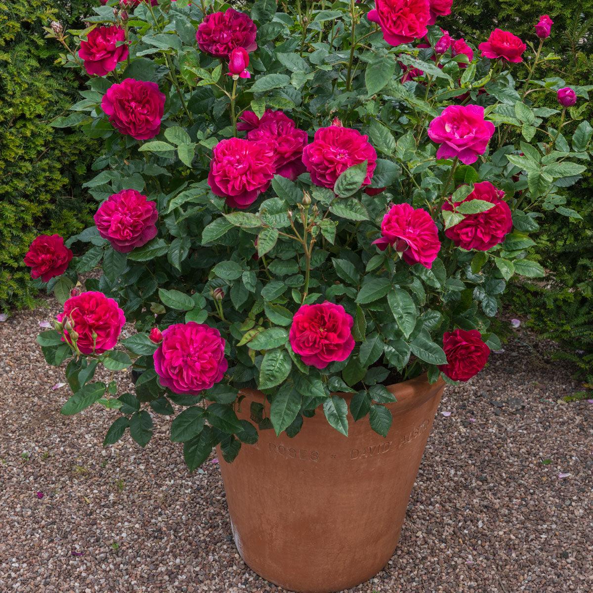 Rosa David Austin Darcey Bussell - View 15 from www redcrocus com