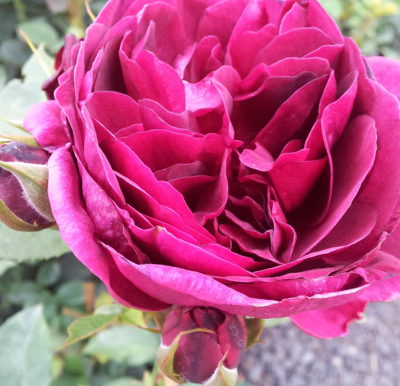 Rosa David Austin Darcey Bussell - View 16 from www redcrocus com