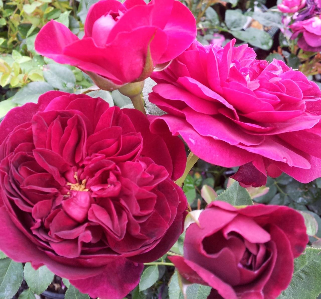 Rosa David Austin Darcey Bussell - View 17 from www redcrocus com