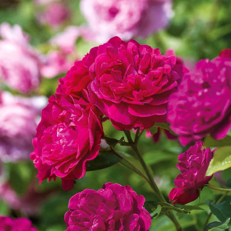 Rosa David Austin Darcey Bussell - View 18 from www redcrocus com