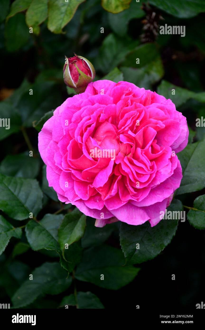 Rosa David Austin Darcey Bussell - View 18 from www redcrocus com
