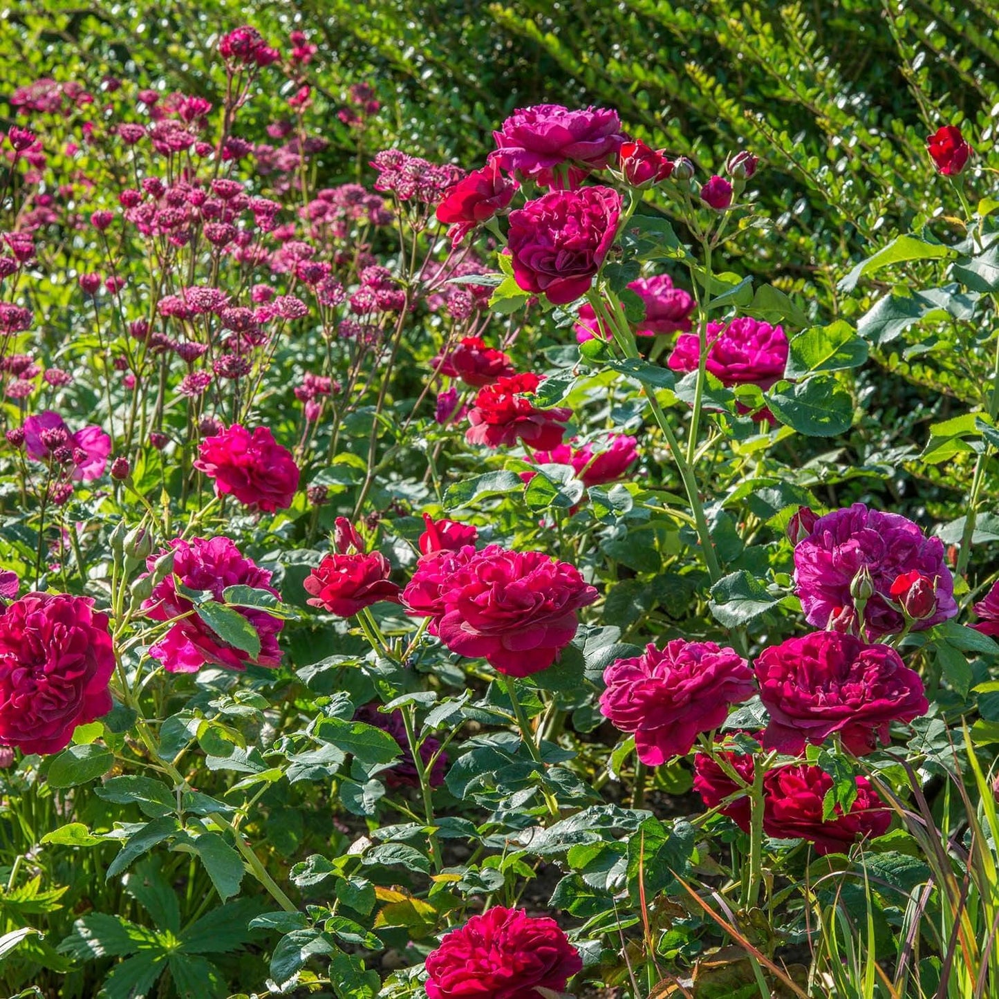 Rosa David Austin Darcey Bussell - View 20 from www redcrocus com