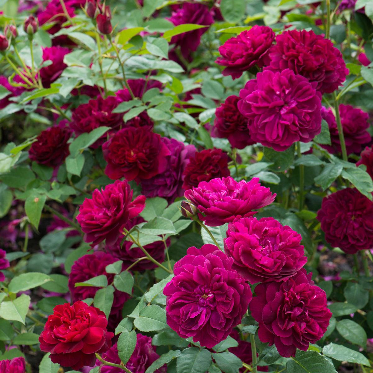 Rosa David Austin Darcey Bussell - View 3 from www redcrocus com