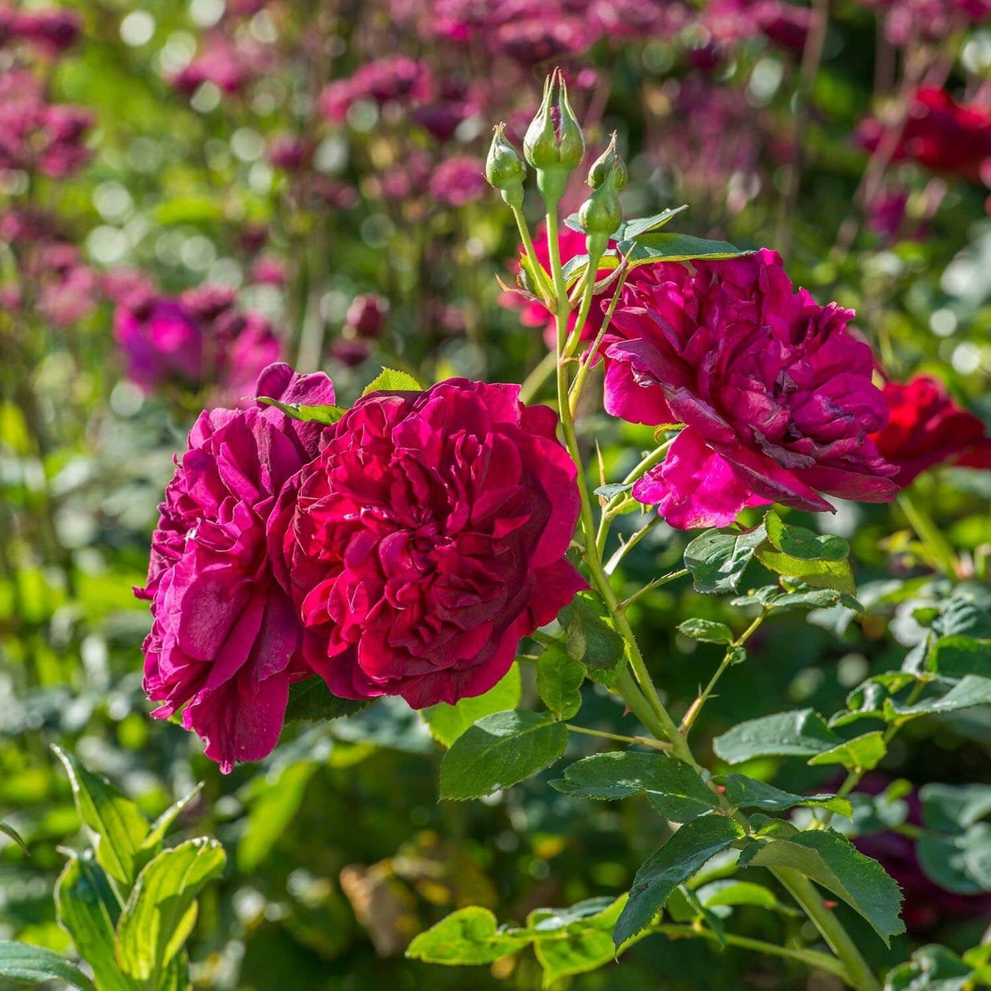 Rosa David Austin Darcey Bussell - View 4 from www redcrocus com
