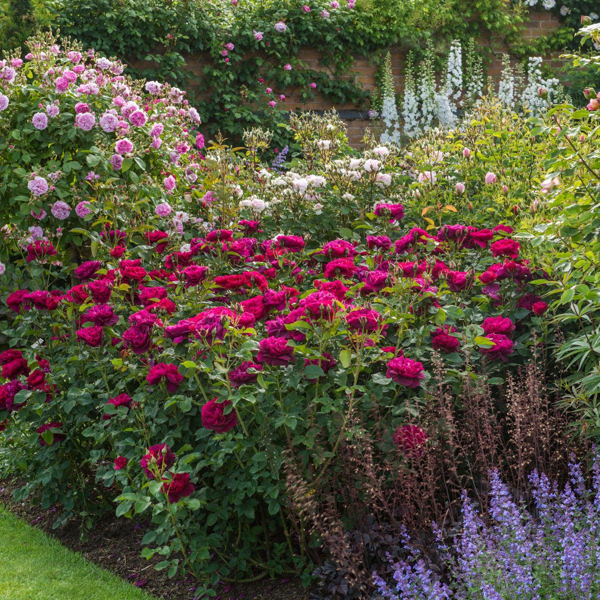 Rosa David Austin Darcey Bussell - View 6 from www redcrocus com