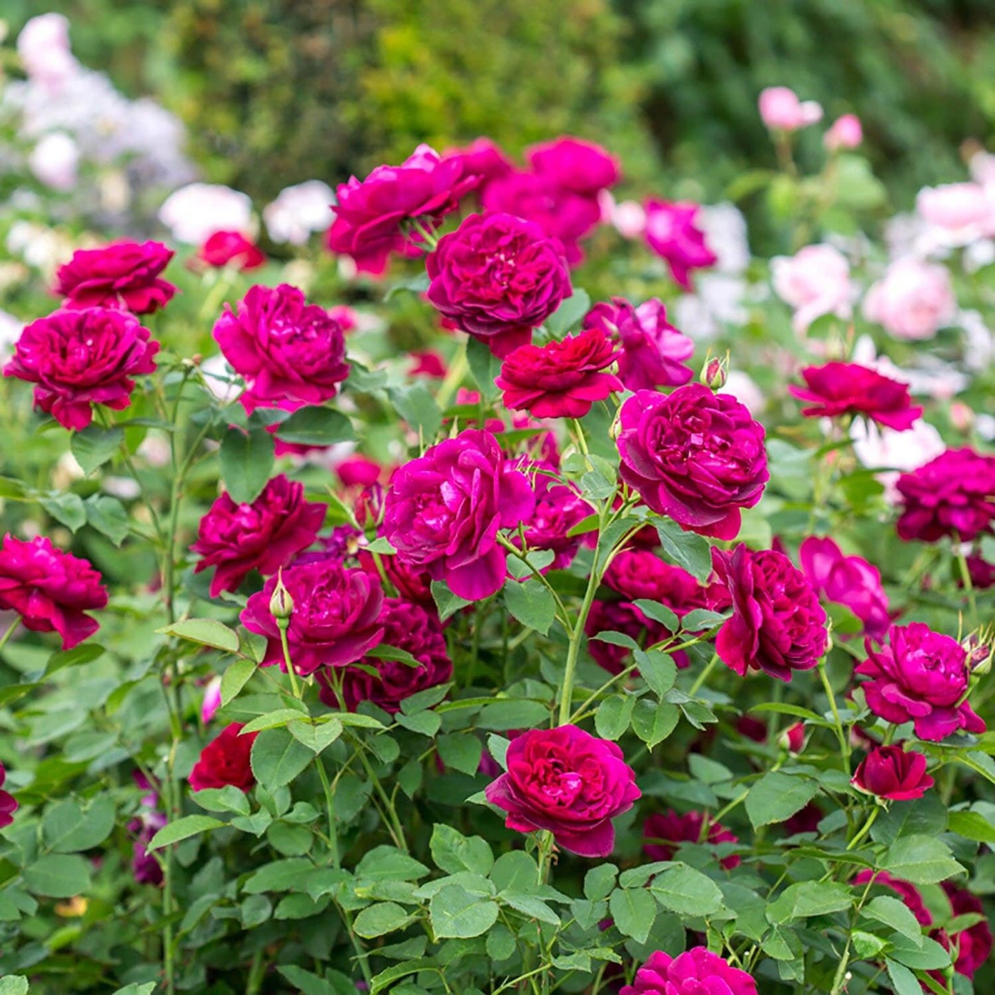 Rosa David Austin Darcey Bussell - View 7 from www redcrocus com
