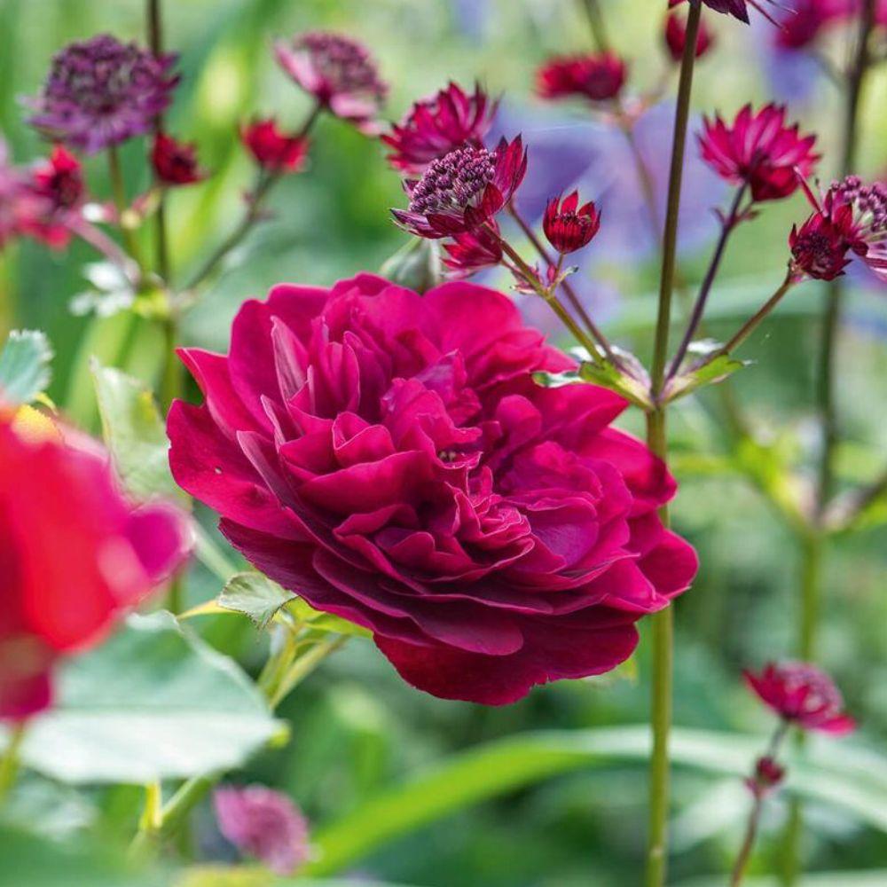 Rosa David Austin Darcey Bussell - View 8 from www redcrocus com
