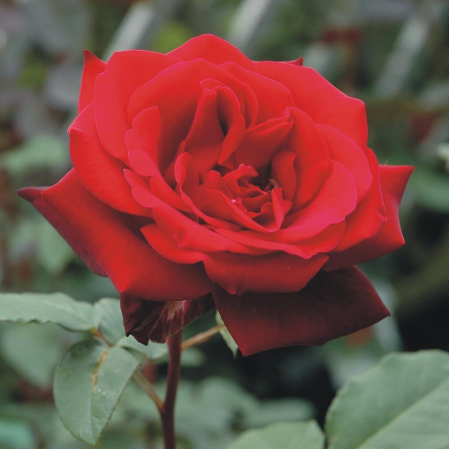 Rosa Hybrid Tea Secret - View 12 from www redcrocus com