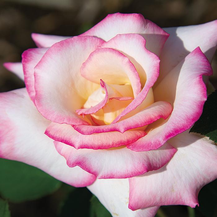 Rosa Hybrid Tea Secret - View 18 from www redcrocus com