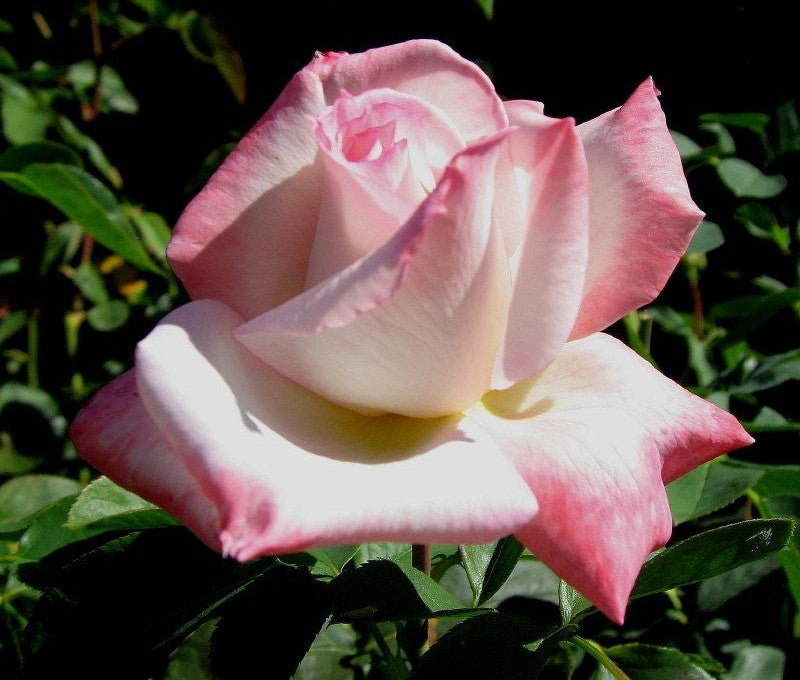 Rosa Hybrid Tea Secret - View 3 from www redcrocus com