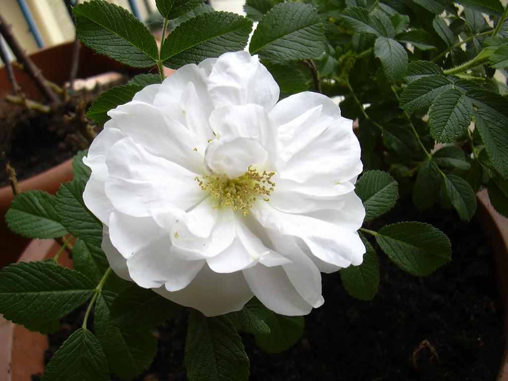 Rosa Landscape Blanc Double De Coubert - View 10 from www redcrocus com