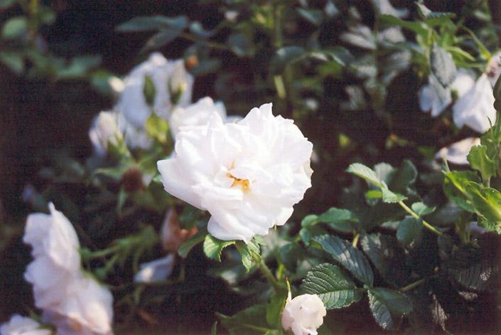 Rosa Landscape Blanc Double De Coubert - View 11 from www redcrocus com