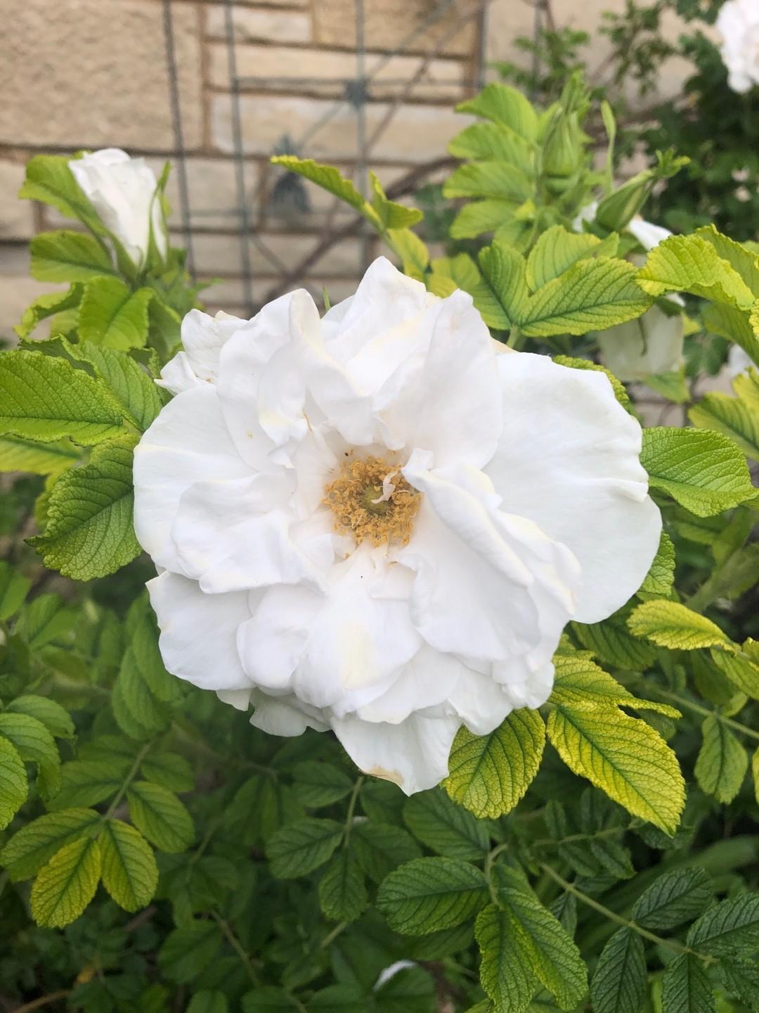 Rosa Landscape Blanc Double De Coubert - View 12 from www redcrocus com