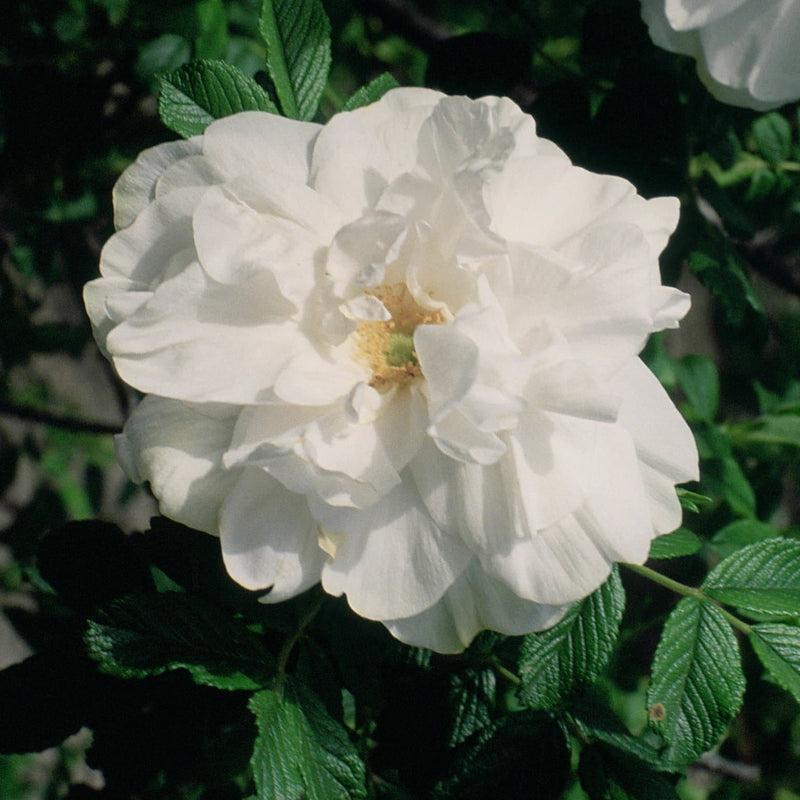 Rosa Landscape Blanc Double De Coubert - View 13 from www redcrocus com