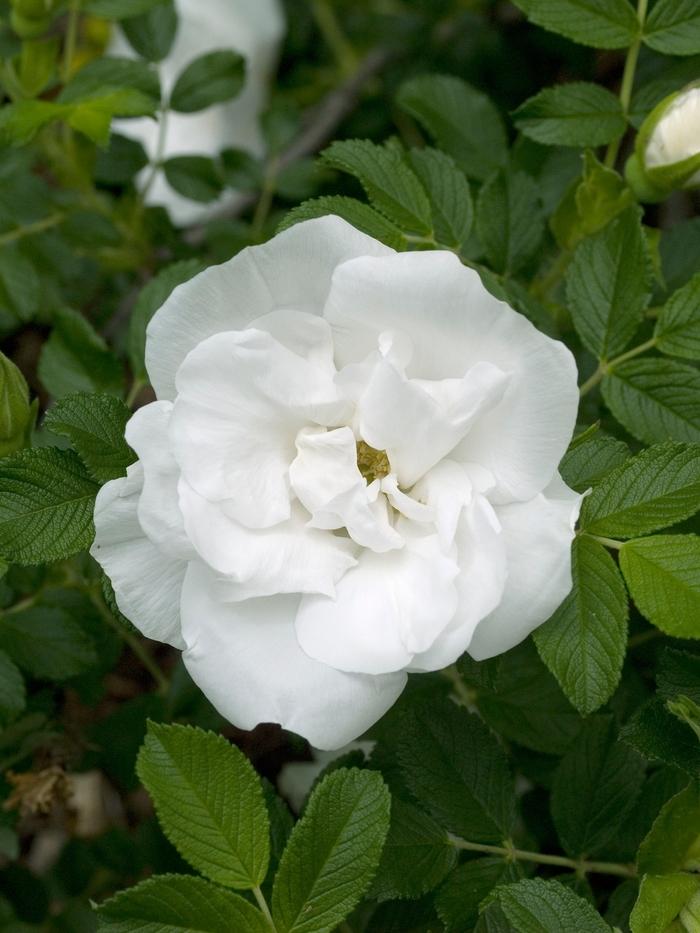 Rosa Landscape Blanc Double De Coubert - View 14 from www redcrocus com