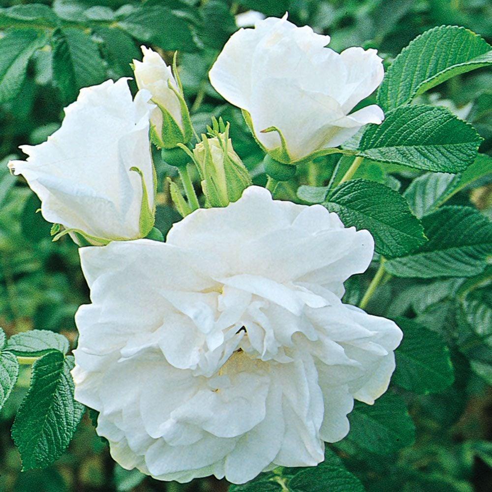 Rosa Landscape Blanc Double De Coubert - View 15 from www redcrocus com