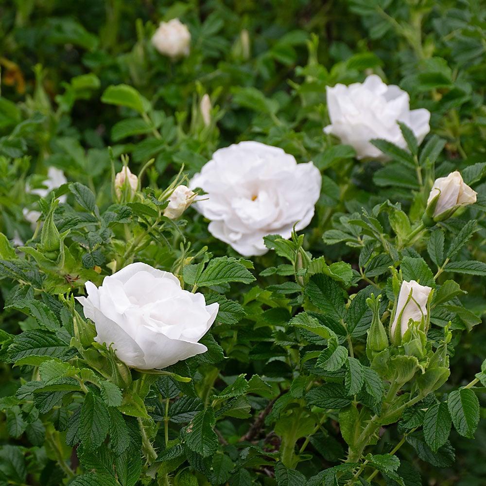 Rosa Landscape Blanc Double De Coubert - View 16 from www redcrocus com