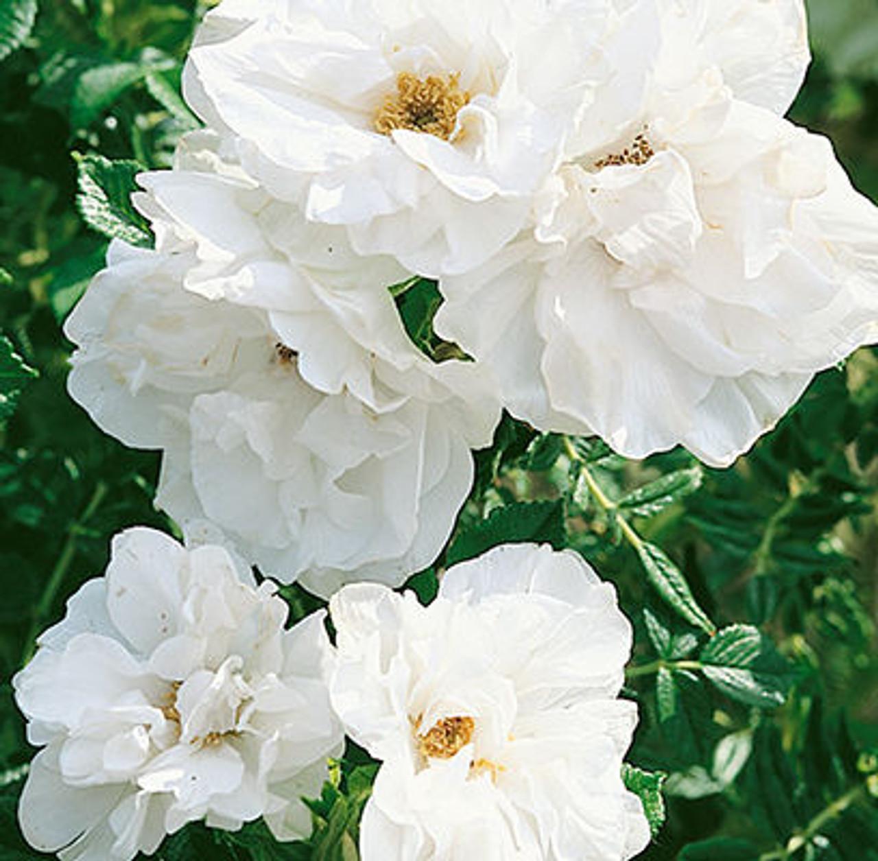 Rosa Landscape Blanc Double De Coubert - View 17 from www redcrocus com