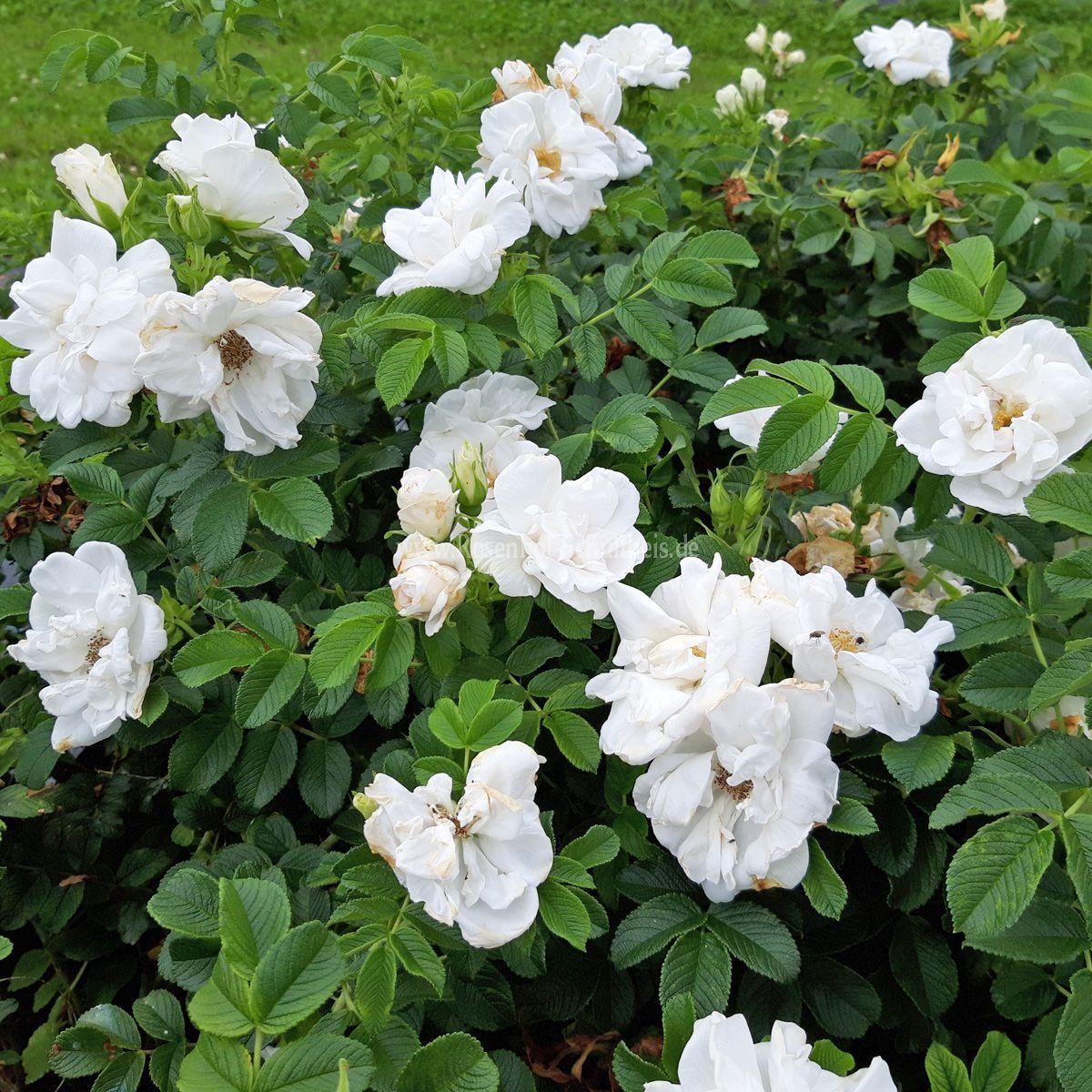 Rosa Landscape Blanc Double De Coubert - View 19 from www redcrocus com