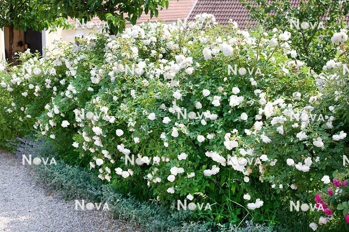 Rosa Landscape Blanc Double De Coubert - View 1 from www redcrocus com