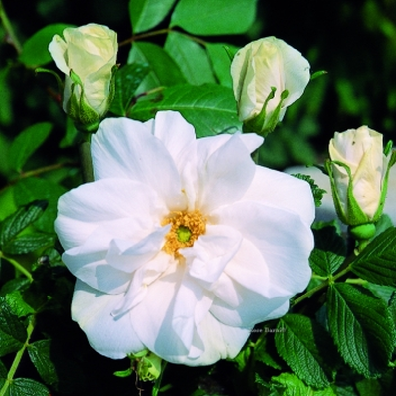 Rosa Landscape Blanc Double De Coubert - View 2 from www redcrocus com