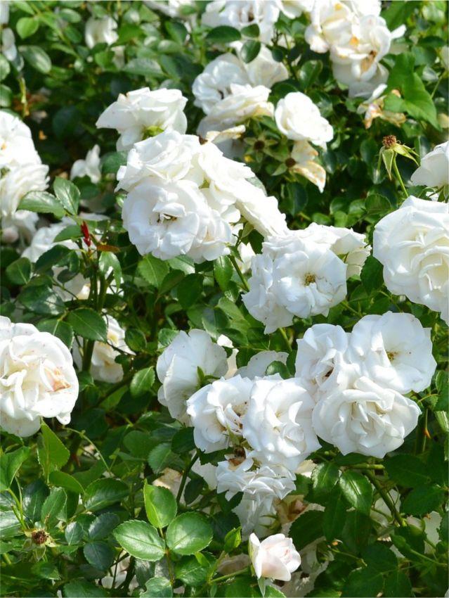 Rosa Landscape Blanc Double De Coubert - View 2 from www redcrocus com