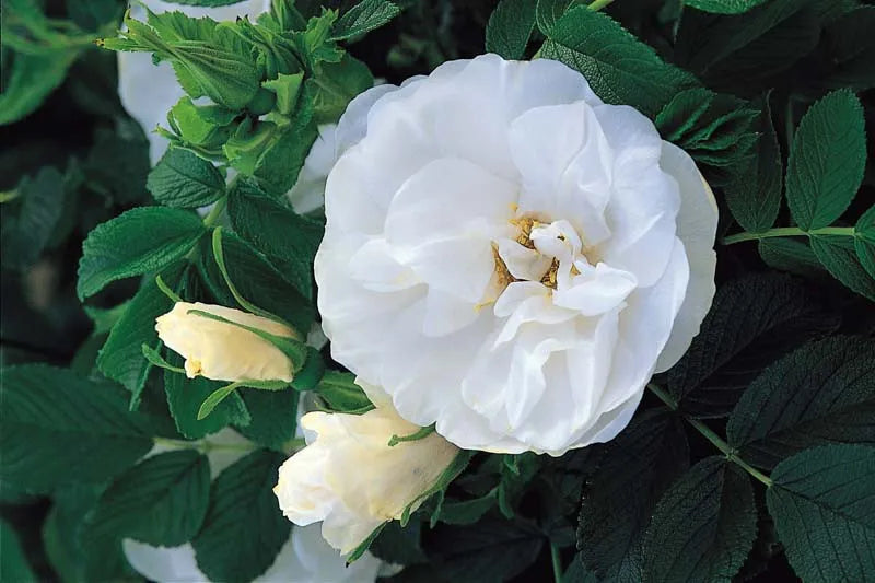 Rosa Landscape Blanc Double De Coubert - View 3 from www redcrocus com