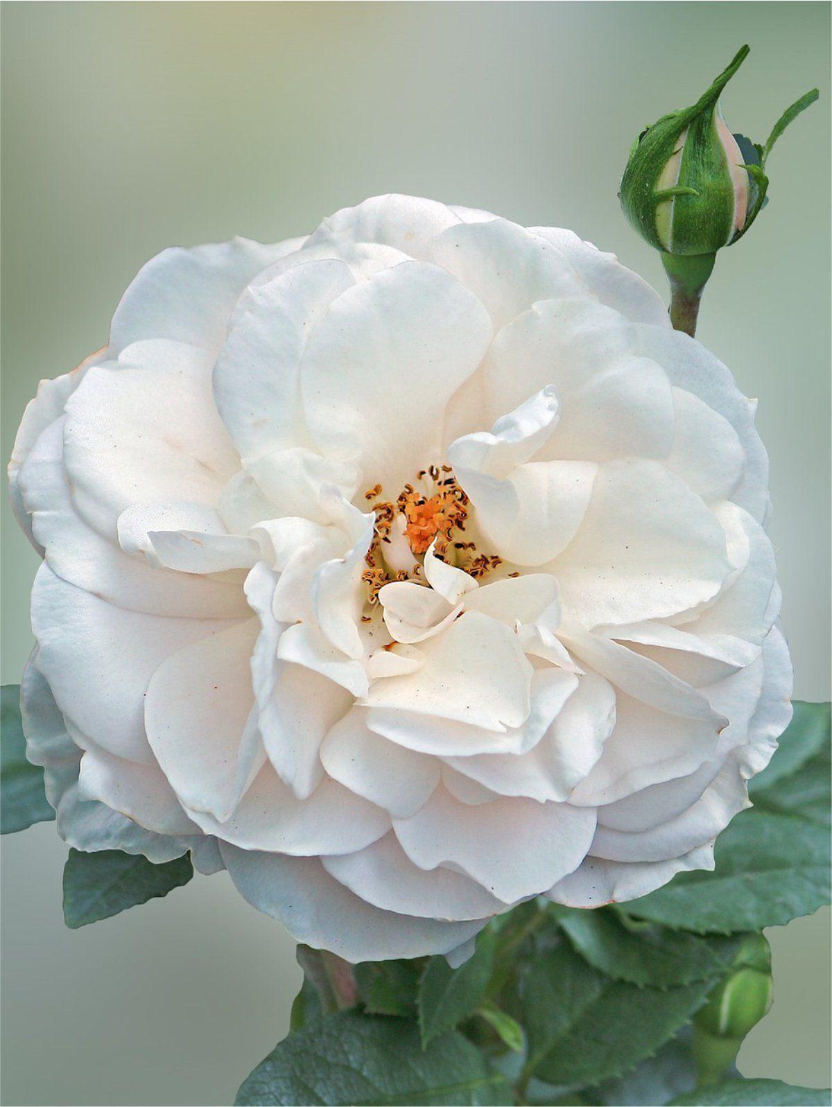 Rosa Landscape Blanc Double De Coubert - View 4 from www redcrocus com