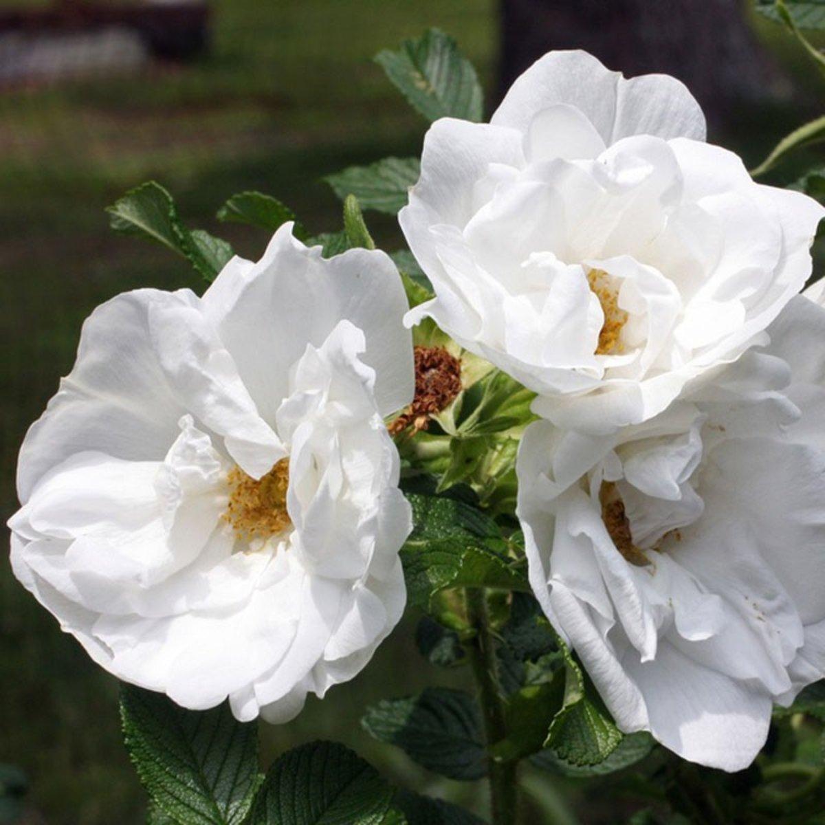 Rosa Landscape Blanc Double De Coubert - View 6 from www redcrocus com