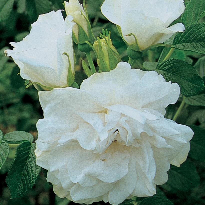Rosa Landscape Blanc Double De Coubert - View 8 from www redcrocus com