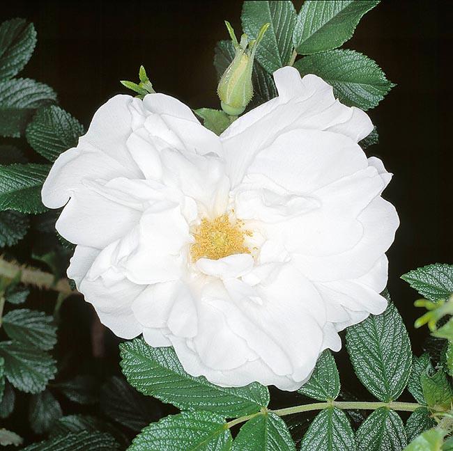 Rosa Landscape Blanc Double De Coubert - View 9 from www redcrocus com
