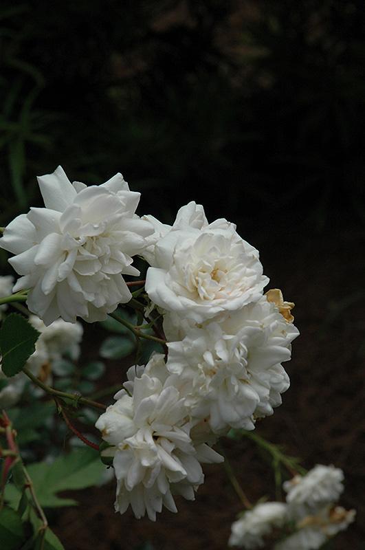 Rosa Landscape Sea Foam - View 10 from www redcrocus com