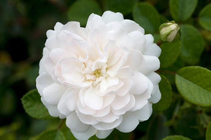 Rosa Landscape Sea Foam - View 12 from www redcrocus com