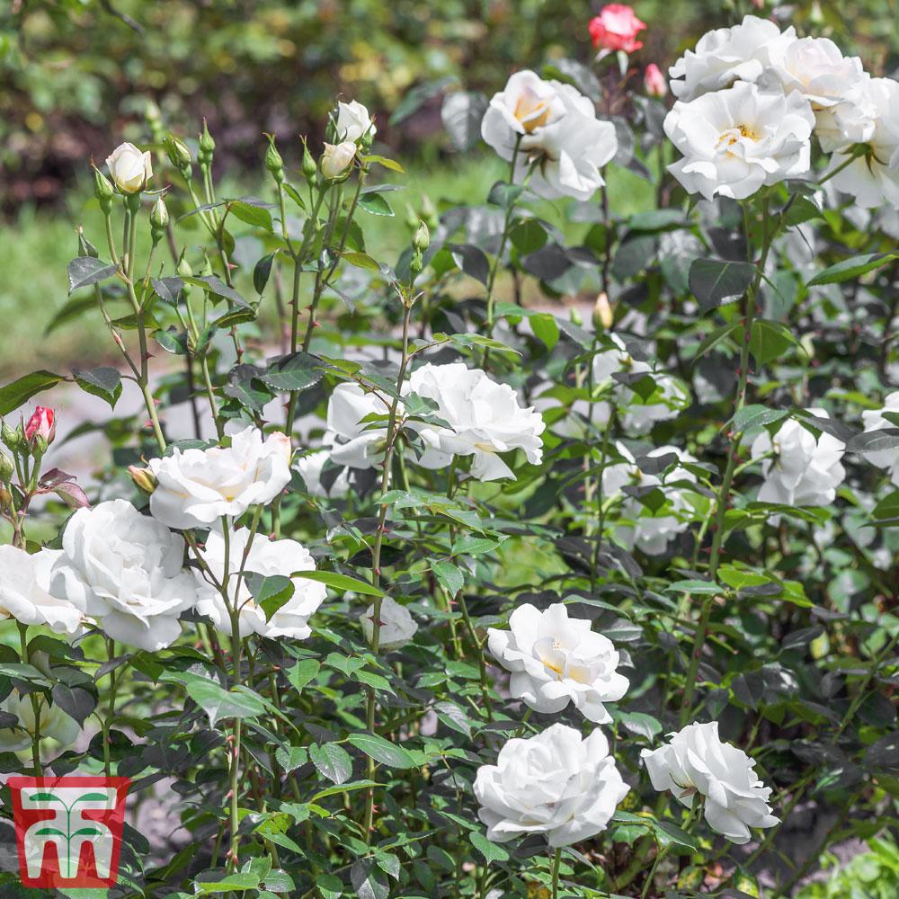 Rosa Landscape Sea Foam - View 13 from www redcrocus com