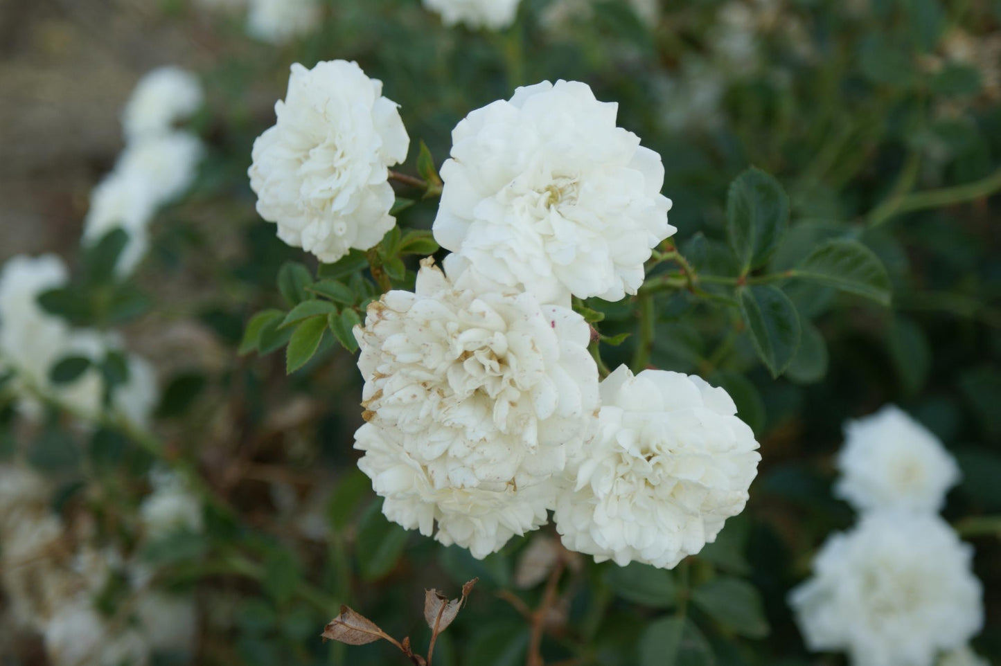 Rosa Landscape Sea Foam - View 14 from www redcrocus com