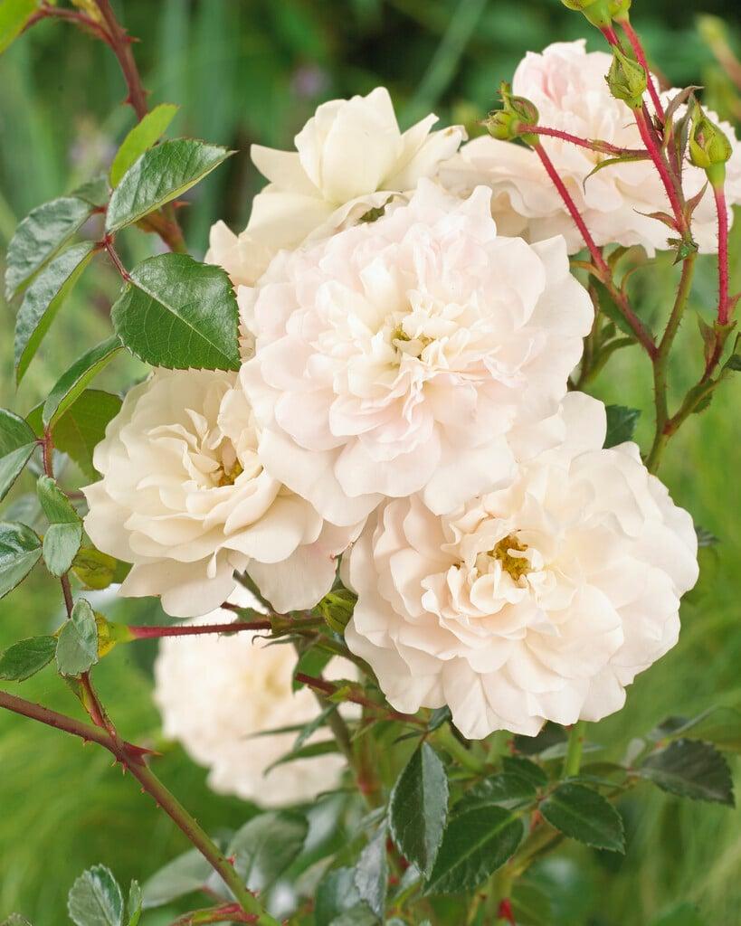 Rosa Landscape Sea Foam - View 15 from www redcrocus com
