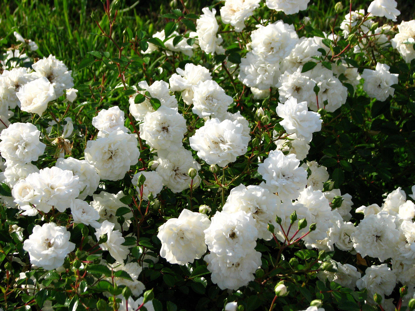 Rosa Landscape Sea Foam - View 1 from www redcrocus com