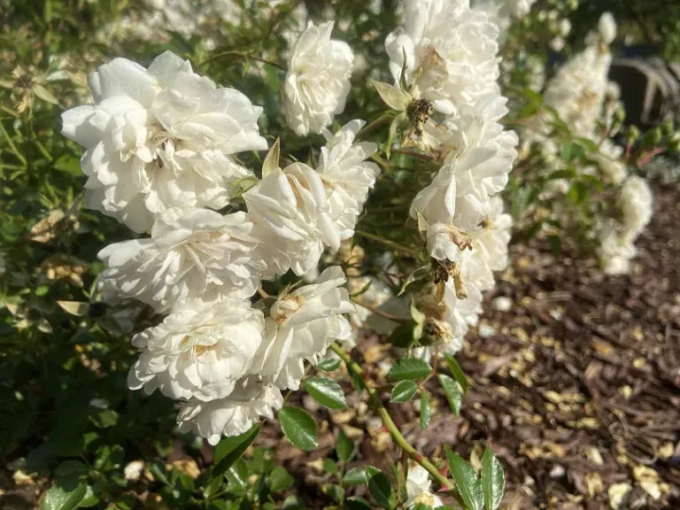 Rosa Landscape Sea Foam - View 2 from www redcrocus com