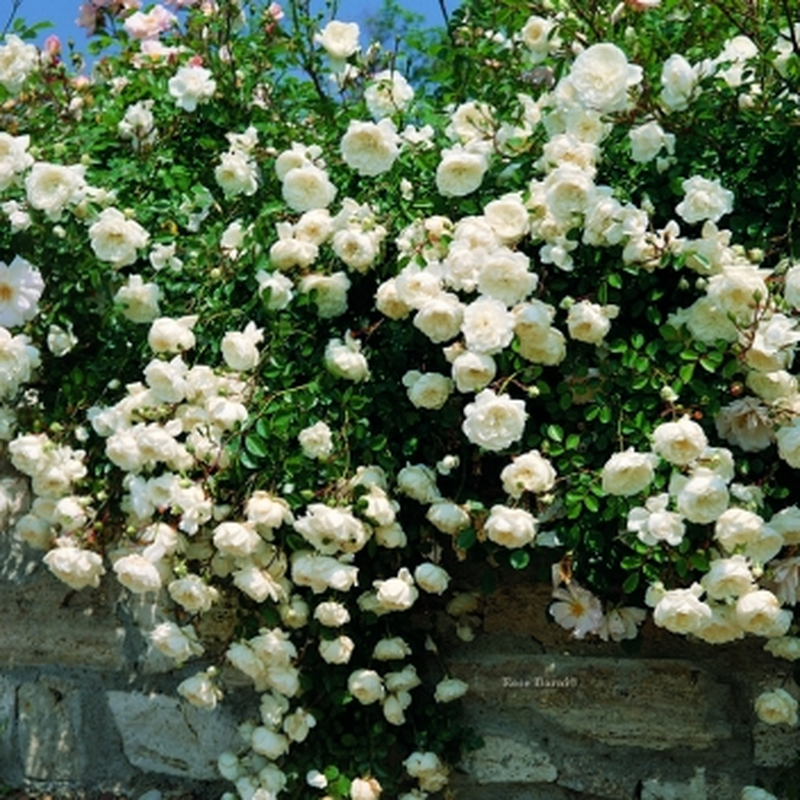 Rosa Landscape Sea Foam - View 3 from www redcrocus com
