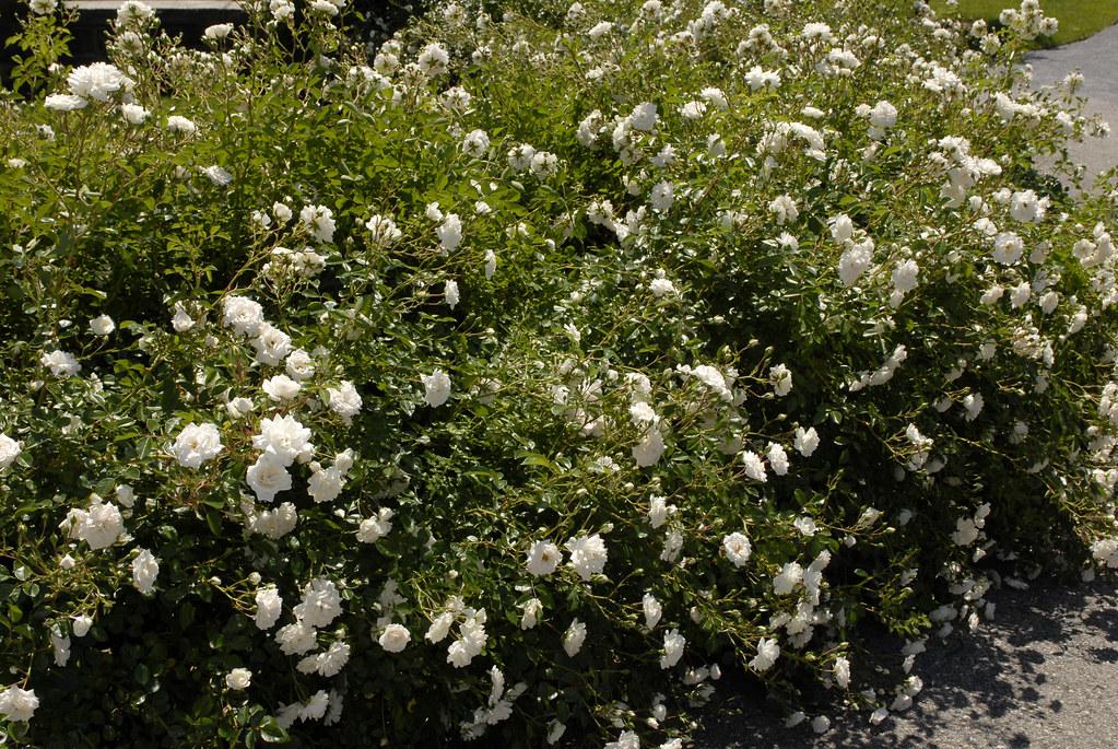 Rosa Landscape Sea Foam - View 3 from www redcrocus com